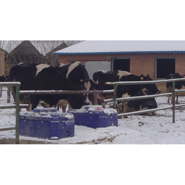 Affordable Cow Waterer for Heavy-Duty Watering Length 400cm/13.1ft. Width 67cm/2.2ft