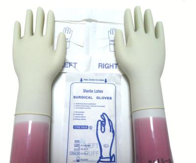 Luvas cirúrgicas do látex estéril branco natural da cor descartáveis com borda rolada