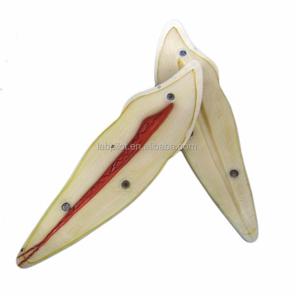 Dental Care Demonstration Detachable Anatomical Teeth Model for Three-Root Molar Teeth