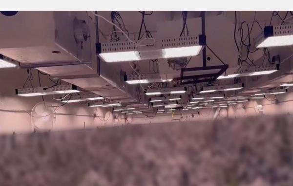 1930 Full Spectrum Plant Light  800W LED Plant Growth Lamp For Indoor Greenhouse