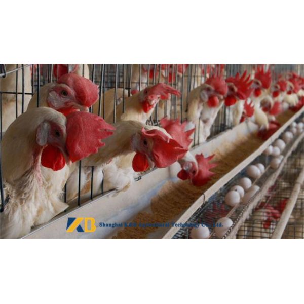 High Protein Powder / Fish Meal Feed Contains Various Nutrition And Vitamin