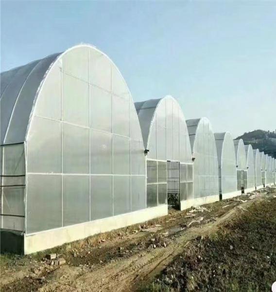 Film Covered Large Multi-Span High Tunnel Greenhouse for Large-Scale Cultivation
