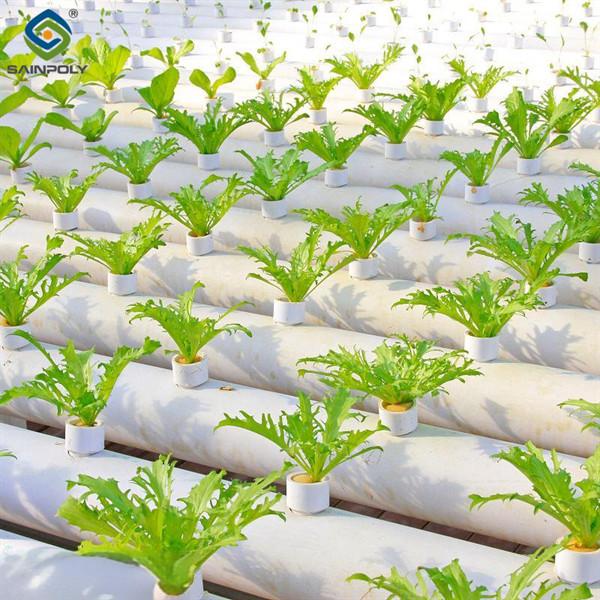 Soilless Culture Tomato Greenhouse With Nft Hydroponic System