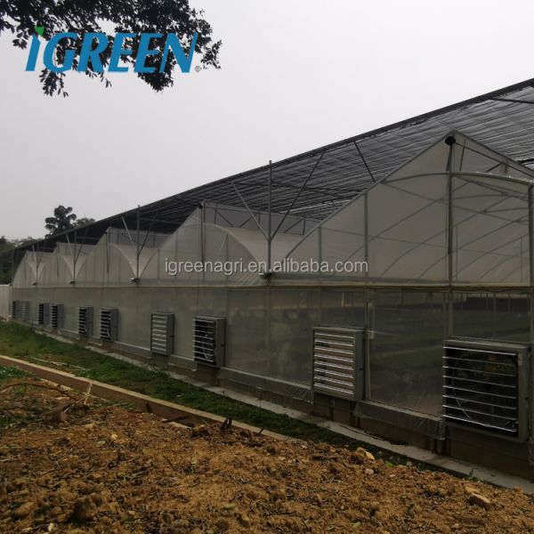 Large Single Layer Multi-span Agricultural Greenhouses with PE Film Cover for Plant Growth