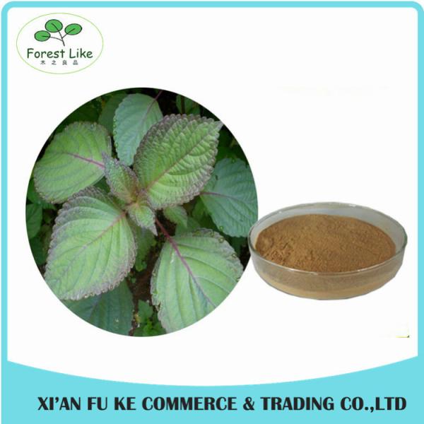 Food Grade Chinese Traditional Herbal Perilla Frutescens Leaf Extract