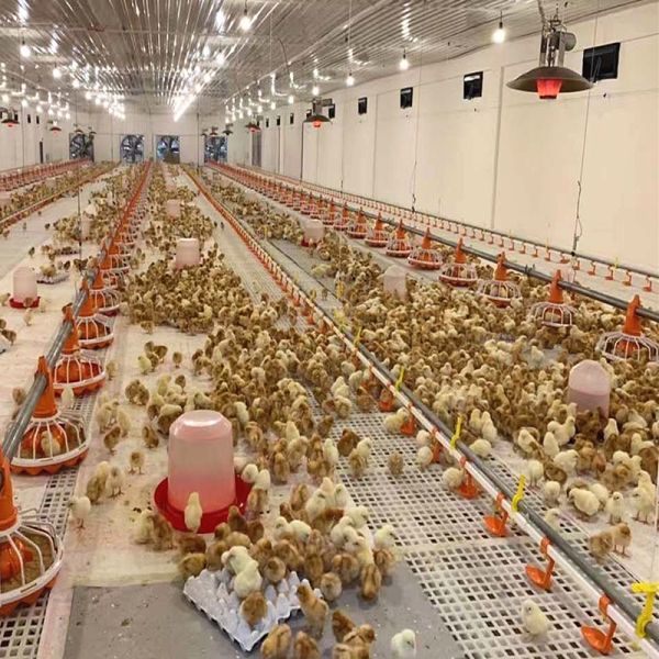 Автоматическая бройлера сельского хозяйства оборудования птицы питаться линия система 45mm 4pan/3m