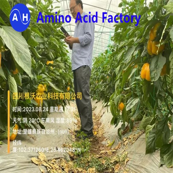 Compostos orgânicos de aminoácidos fertilizantes foliares para culturas de vegetais