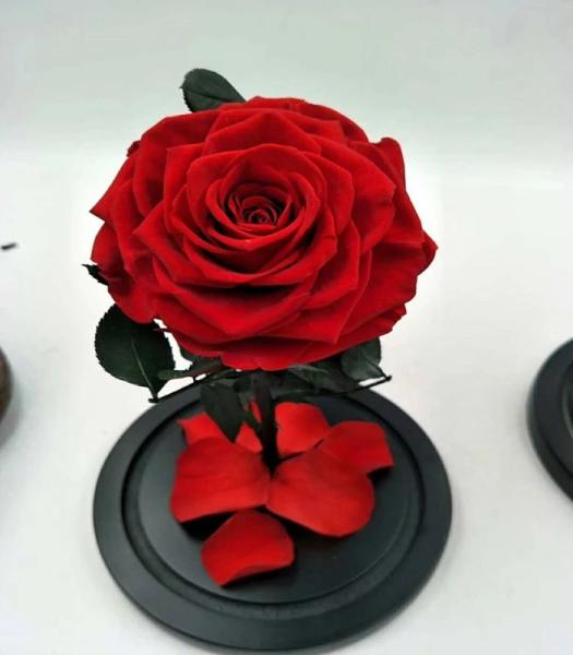 Top quality eternity rose preserved rose forever rose in glass  rose gift