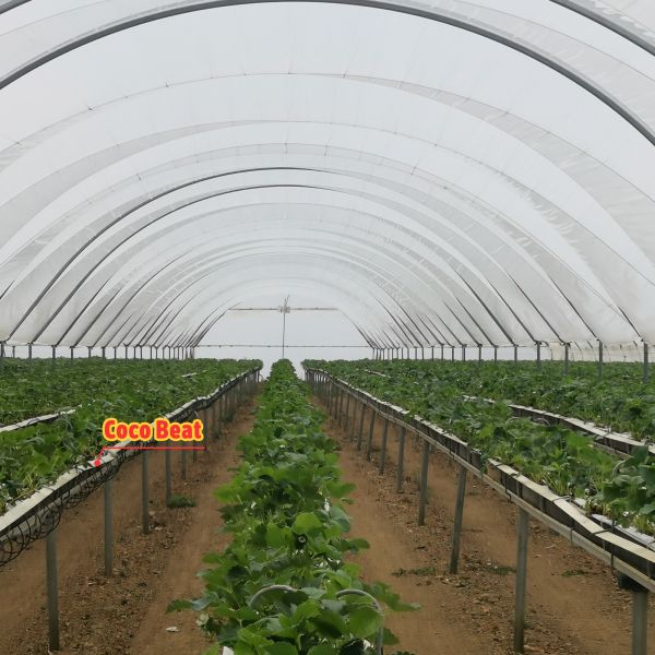 Large Multi-Span Rain Shelter Greenhouse with PE Film Covering and Hot Galvanized Steel Frame