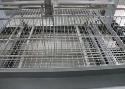 Automatic Baby Chick Cage System 180 Birds Capacity 15-20 Years Lifespan