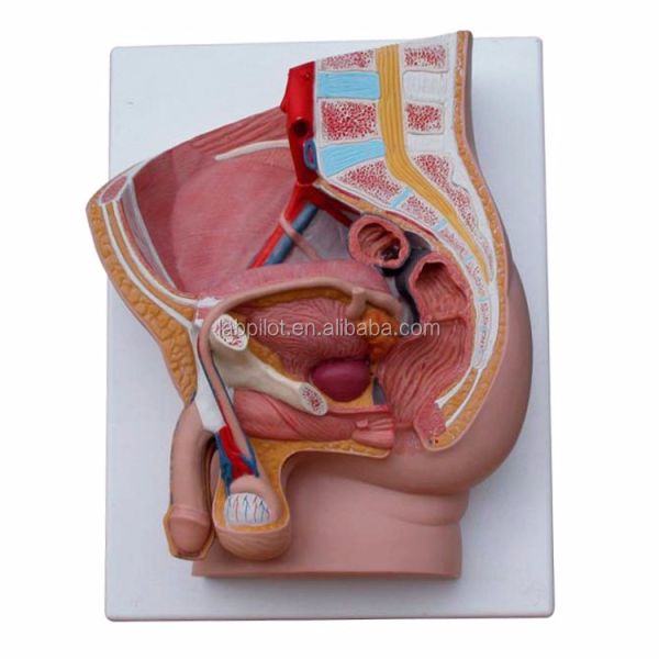 Vivid Female Pelvis Model for Medical Teaching Categories Human Genital System Models