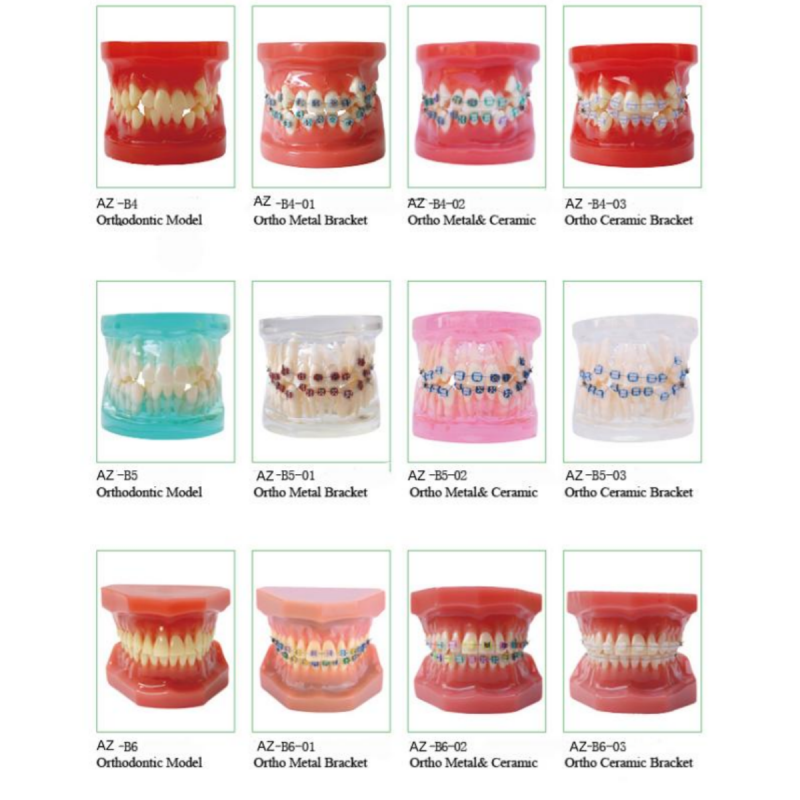 Dental Typedont Dentes Modelo Para Preparação Dental Estudante Ortodontia Prática Modelo