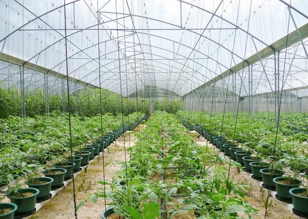 S Hot Dipped Galvanized Steel Structure Greenhouse for Agricultural Vegetable