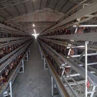 Gaiola de bateria das aves domésticas da camada com sistema da remoção do estrume da correia ou do raspador