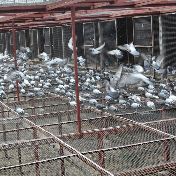 Bright Stainless Steel Wire Mesh Durable For Pallet Packing Steel Mesh Rolls