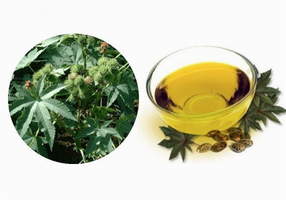 Organic Pure Manufacturers Bulk Farwell Cold Pressed Castor Oil for Cooking