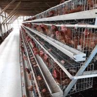 Equipamento de cultivo galvanizado quente das aves domésticas da camada da gaiola das aves domésticas da galinha