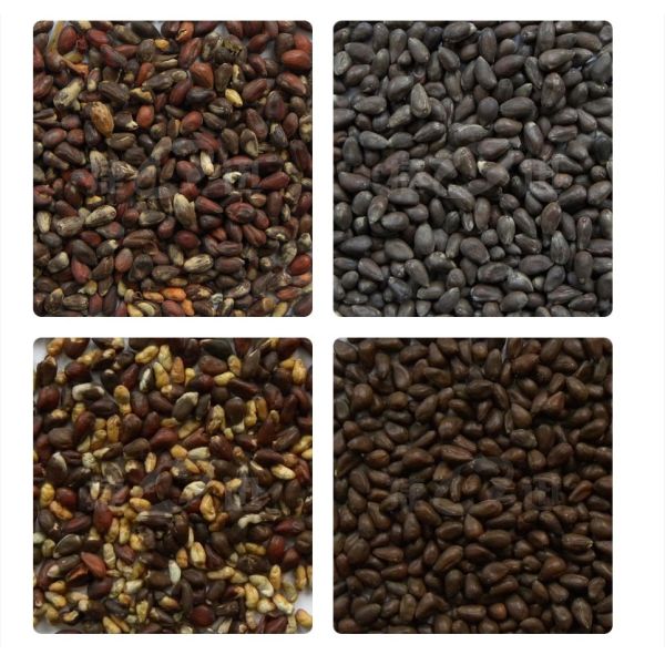 One Chute Agriculture Cotton Seed Color Sorter / Colour Sorter Machine