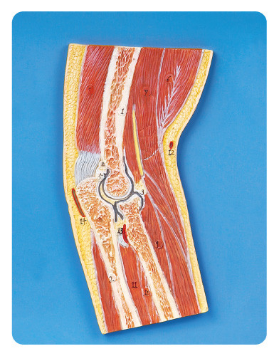 Elbow Joint section human muscle model advanced PVC training model