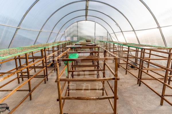 Temperature-Regulated Drying Greenhouse with PC Board and Ventilation for Herbs and Vegetables