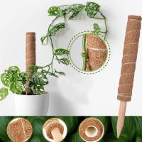 usines de Moss Totem Pole Kit For de fibre de coco de 44cm montant et soutenant la noix de coco Polonais d'usines