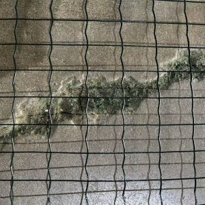Chile Farm Green Color PVC Coated 50x50mm Mesh Opening Euro Holland Welded Wire Mesh Fence