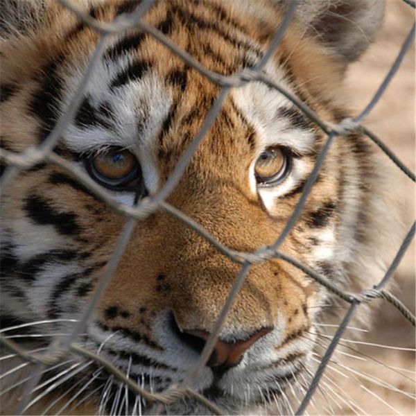 Soft Touch Stainless Steel 316 Woven Mesh Protecting Birds Feather And Animal Skin