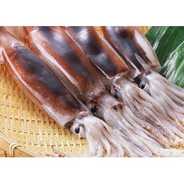 Argentina Squid Dried Salted Squid Bqf 10 Kg Net Weight 100-150 Size