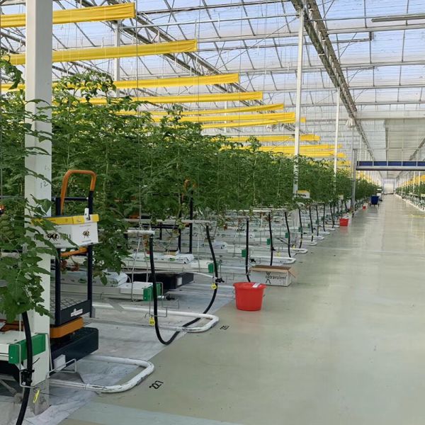 LITAI Greenhouse end Hot-dip Galvanized Steel Planting Greenhouse with Glass Material