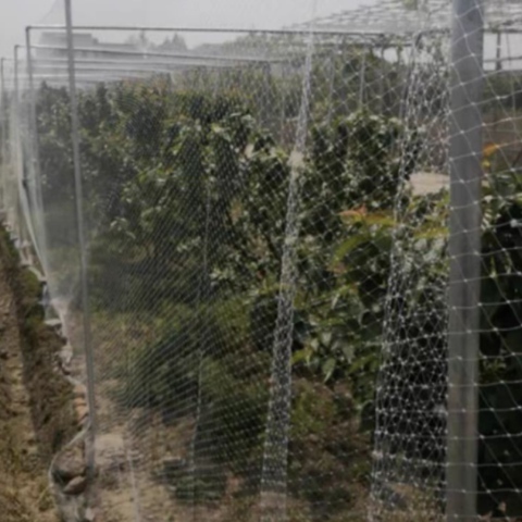 Light Weight Anti Bird Netting For Garden Easy To Install For Grapes