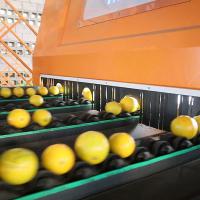 Machine de tri orange à haute sortie JGY à plusieurs voies Efficacité de déclenchement