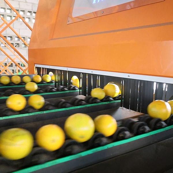 Machine de tri orange à haute sortie JGY à plusieurs voies Efficacité de déclenchement