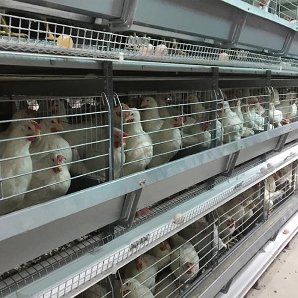 Saudi Arabia H Type Automatic Battery Chicken Cage System Indonesia Poultry Farming Equipment
