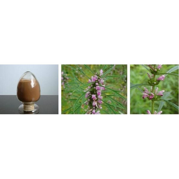 100% natural Motherwort herb extract Stachydrine hydrochloride 98% powder