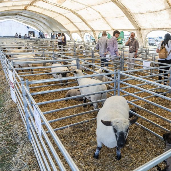 Portable Metal Sheep Panel For Sheepyard Goat Panel Galvanized Panels