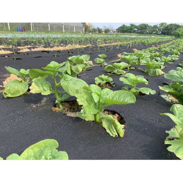 Vegetable Agriculture Nonwoven Fabric Anti - frost Fruit Bag Winter Protect Use Nonwoven