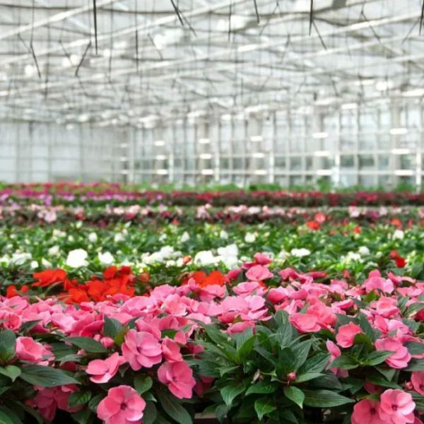 Serre en verre de Venlo pour la culture de fleurs avec culture de substrat