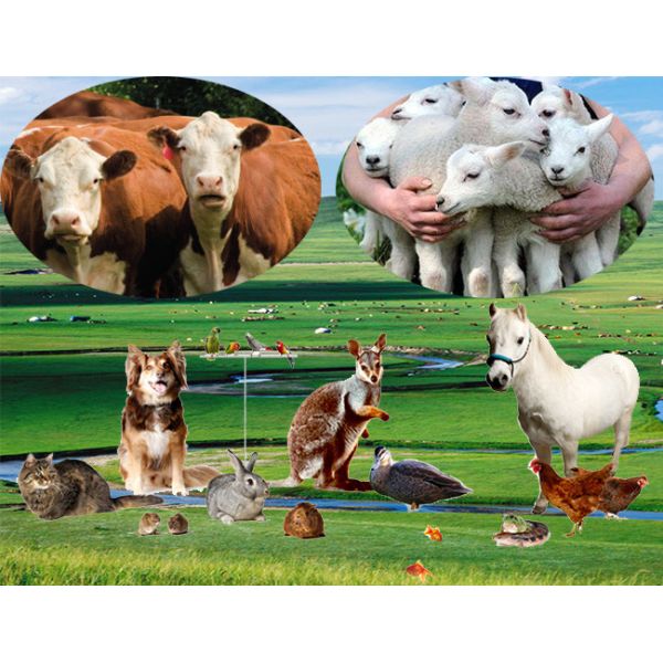 Non GMO 60% Content Rice Protein Powder Ease Digestible Neutral Odor And Flavor