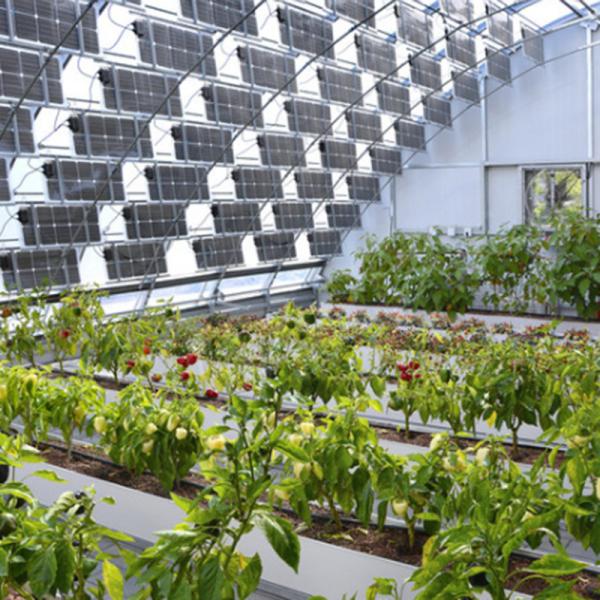 Frigorífico de revestimento de várias camadas para energia solar 2000.000kg de peso bruto do pacote