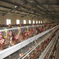 Cultivo de aves domésticas inoxidável Hen Cages Feeding System da gaiola da galinha da camada