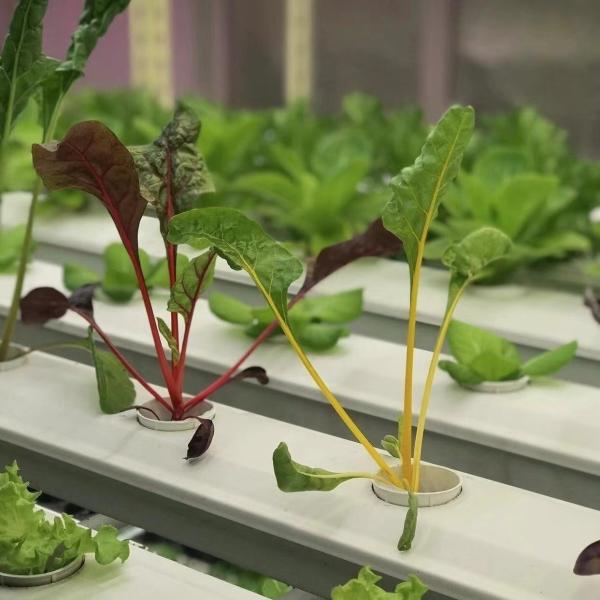 Steel Structure Leafy Vegetable Container Greenhouse Roofing for Customer Requirements