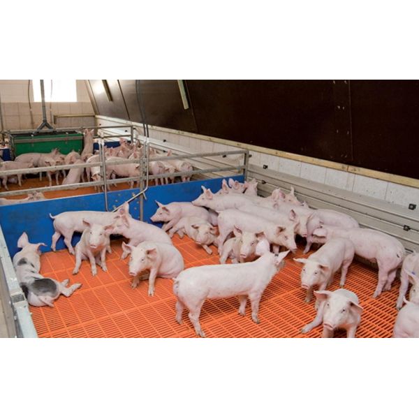 Customizable Livestock Farm Equipment PVC Panel Weaning Piglet Nursery Crate