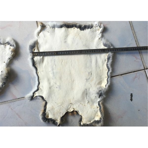 Piel bronceada real del conejo del SGS Rex con diseño del invierno de la longitud del pelo de los 2-2.8cm