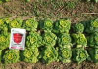 WP Insecticides biologiques végétaux Bacillus Thuringiensis pour les sols de jardin