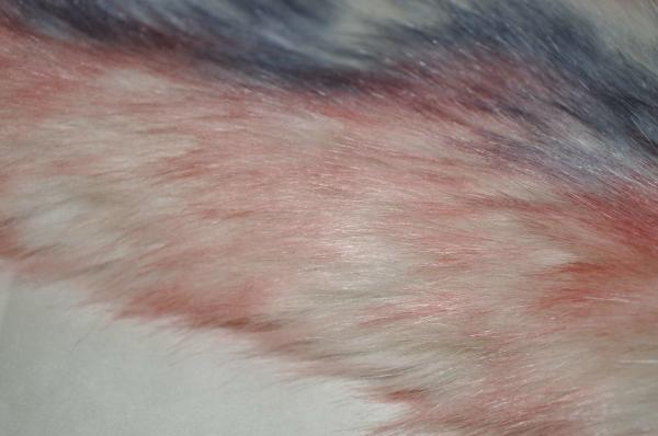 Gradient three colors Long Hair Fur Fabric 150cm Fake Fox，Provide ultimate warmth and comfort for winter home decor
