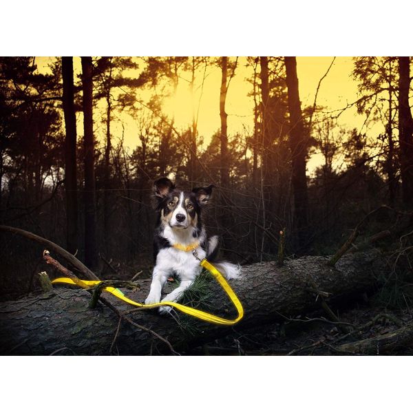 Safe Highly Visable LED Dog Leash Nylon Material