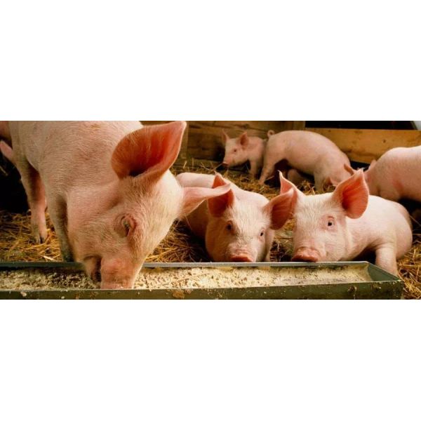 Fine Granule Acidifier In Poultry Feed FAMI-QS HACCP Certified