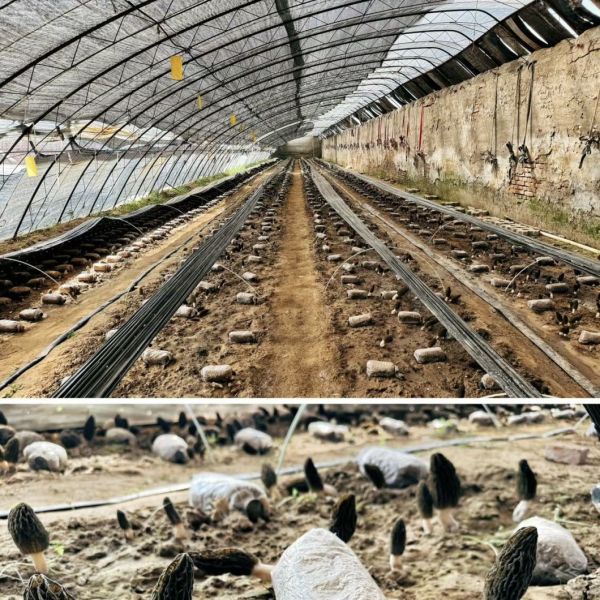 Стоимость доставки и расчетный срок доставки для коммерческой гидропонной семенной теплицы