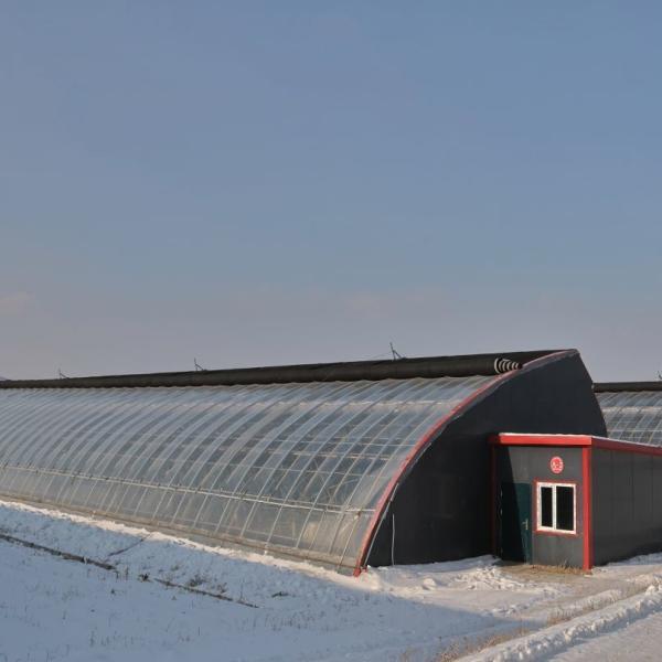 Estufas de sol controladas por umidade para o cultivo de pepinos de tomate em areia
