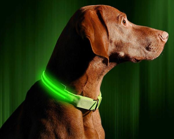 LED Dog Collar USB Rechargeable 2 Colors 3 Sizes
